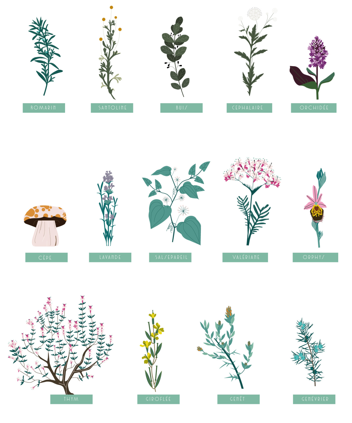 Illustration de flore, illustration de végétataion, faune et flore, fleurs, essence naturaliste